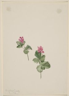 Rubus articus, 1881. Creator: Mary Vaux Walcott