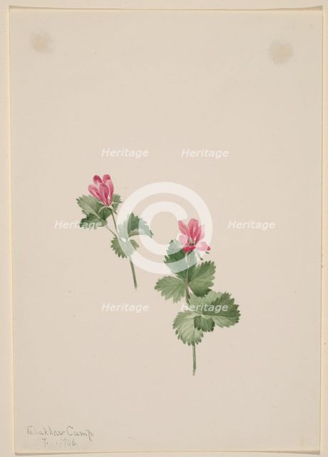 Rubus articus, 1881. Creator: Mary Vaux Walcott.