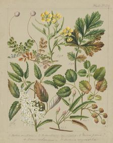 [Rubus australis; R.australis - globra; R.parva; Geum urbanum; Acaena sanguisorboe], c.1885. Creator: Sarah Featon