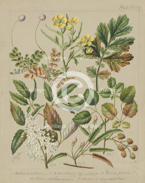 [Rubus australis; R.australis - globra; R.parva; Geum urbanum; Acaena sanguisorboe], c.1885. Creator: Sarah Featon.