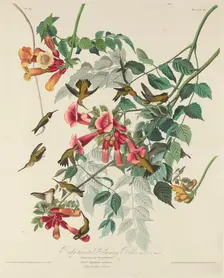 Ruby-throated Humming Bird, 1828. Creator: Robert Havell