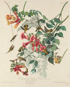 Ruby-throated Humming Bird, 1828. Creator: Robert Havell