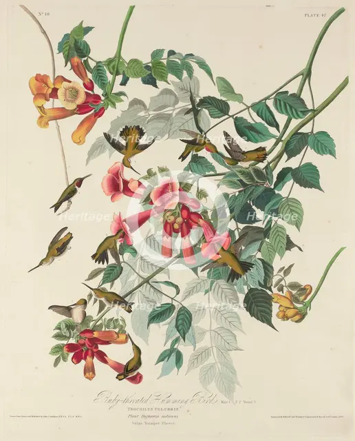 Ruby-throated Humming Bird, 1828. Creator: Robert Havell.