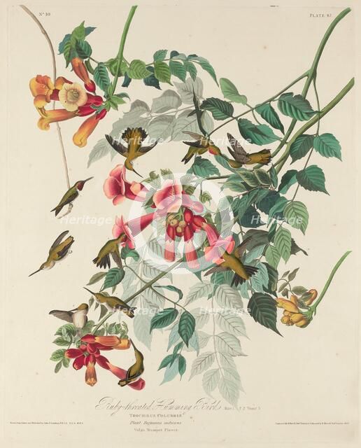 Ruby-throated Humming Bird, 1828. Creator: Robert Havell.