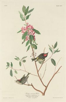 Ruby-crowned Wren, 1834. Creator: Robert Havell