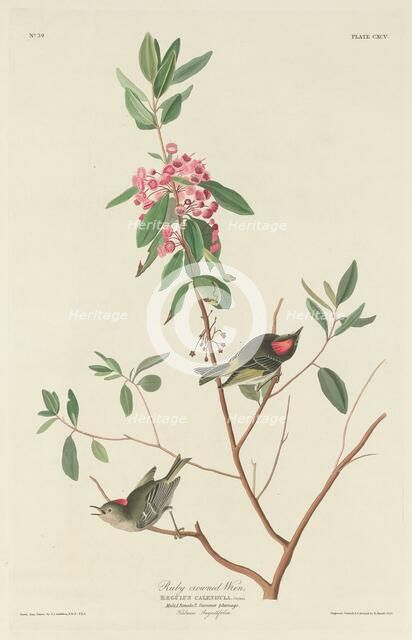 Ruby-crowned Wren, 1834. Creator: Robert Havell.