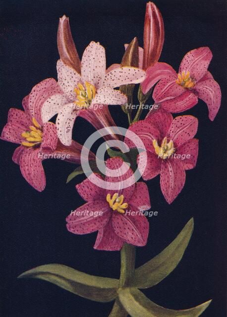 'Ruby Lily',  c1915, (1915). Artist: Emma Graham Clock.