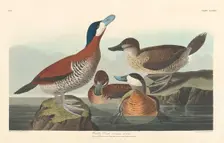 Ruddy Duck, 1836. Creator: Robert Havell