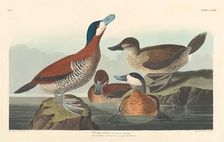 Ruddy Duck, 1836. Creator: Robert Havell