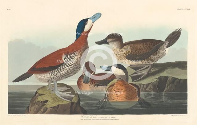 Ruddy Duck, 1836. Creator: Robert Havell.