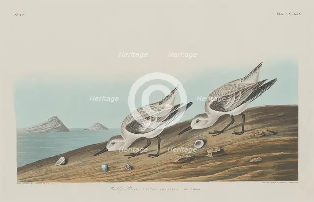 Ruddy Plover, 1834. Creator: Robert Havell.