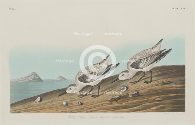 Ruddy Plover, 1834. Creator: Robert Havell.