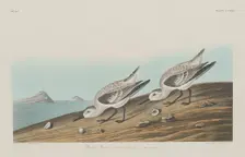 Ruddy Plover, 1834. Creator: Robert Havell