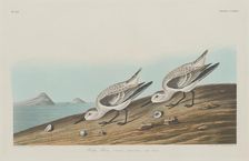 Ruddy Plover, 1834. Creator: Robert Havell