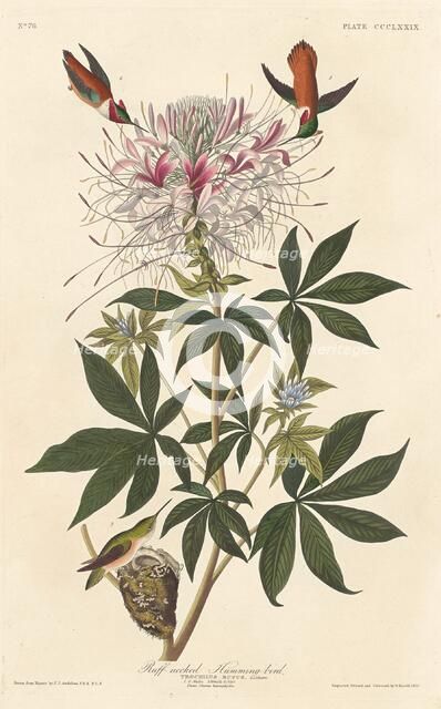 Ruff-necked Humming-bird, 1837. Creator: Robert Havell.