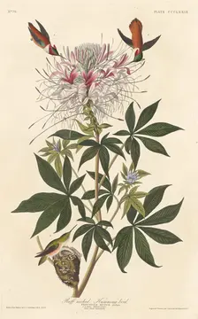 Ruff-necked Humming-bird, 1837. Creator: Robert Havell