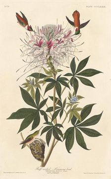 Ruff-necked Humming-bird, 1837. Creator: Robert Havell