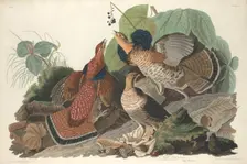 Ruffed Grouse, 1828. Creator: Robert Havell
