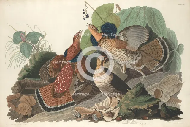 Ruffed Grouse, 1828. Creator: Robert Havell.
