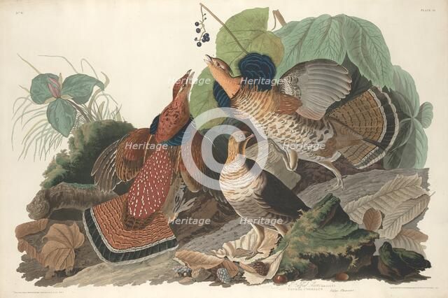 Ruffed Grouse, 1828. Creator: Robert Havell.