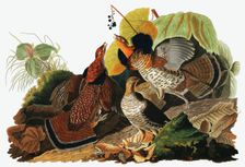 Ruffed Grouse, Tetrao Umbellus, 1845