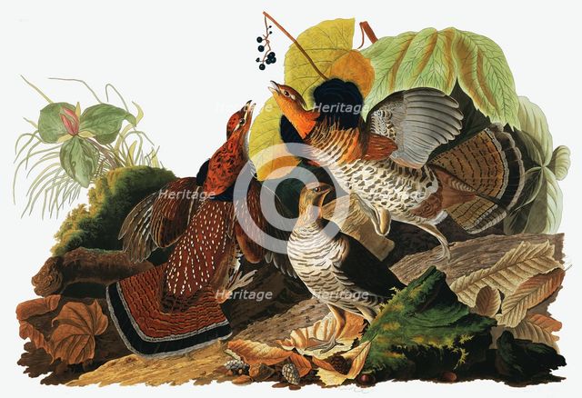 Ruffed Grouse, Tetrao Umbellus, 1845.
