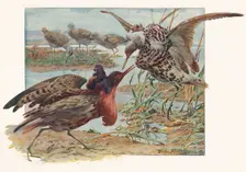 Ruffs and Reeves c1910, (1911). Artist: Louis Fairfax Muckley