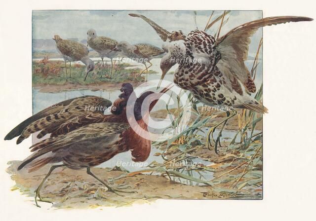 'Ruffs and Reeves', c1910, (1911). Artist: Louis Fairfax Muckley.