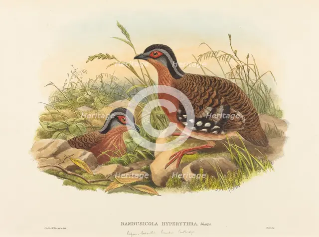 Rufous-breasted Bamboo Partridge (Bambusicola Hyperythra). Creators: John Gould, William Matthew Hart.
