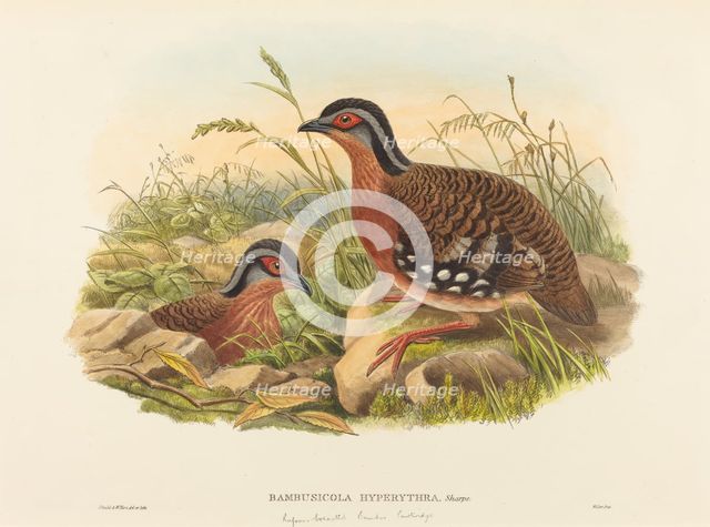 Rufous-breasted Bamboo Partridge (Bambusicola Hyperythra). Creators: John Gould, William Matthew Hart.