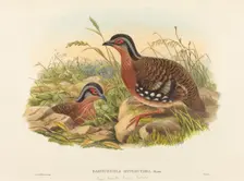 Rufous-breasted Bamboo Partridge (Bambusicola Hyperythra). Creators: John Gould, William Matthew Hart