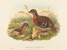 Rufous-breasted Bamboo Partridge (Bambusicola Hyperythra). Creators: John Gould, William Matthew Hart