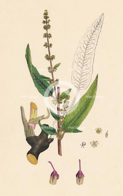 'Rumex sanguinens. Bloody-veined Dock', 19th Century. Artist: Unknown.