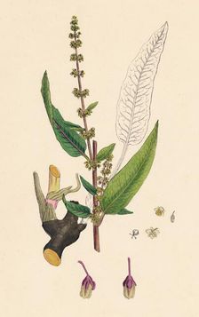 Rumex sanguinens. Bloody-veined Dock 19th Century