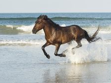 Run Like The Wind. Creator: Eve Turek