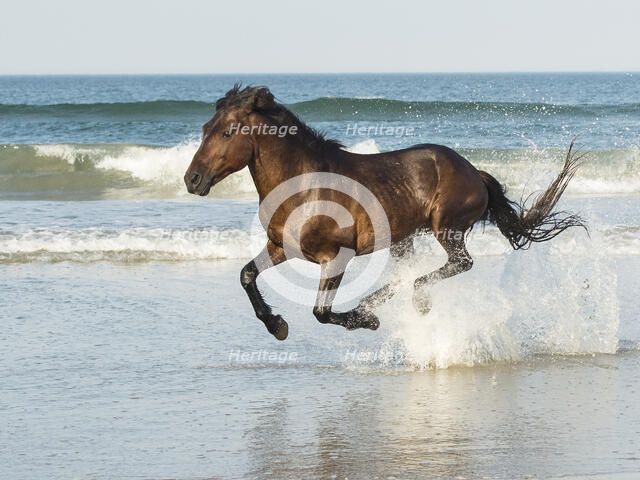 Run Like The Wind. Creator: Eve Turek.