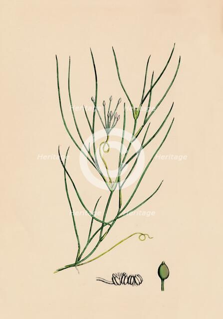 'Ruppia spiralis. Greater Ruppia', 19th Century. Artist: Unknown.