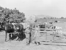 Rural rehabilitation, Tulare County, California, 1938. Creator: Dorothea Lange