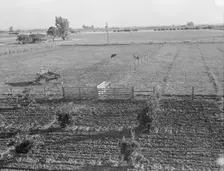 Rural rehabilitation, Tulare County, California, 1938. Creator: Dorothea Lange