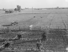 Rural rehabilitation, Tulare County, California, 1938. Creator: Dorothea Lange
