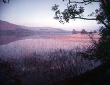 Rushes and reeds in Ullswater at Patterdale, Lake District, c1955. Creator: Arthur Charles Kirby Ware