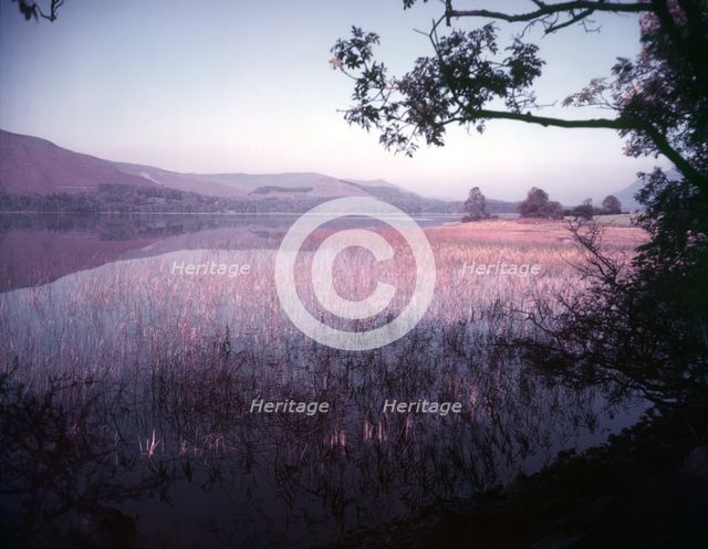 Rushes and reeds in Ullswater at Patterdale, Lake District, c1955. Creator: Arthur Charles Kirby Ware.