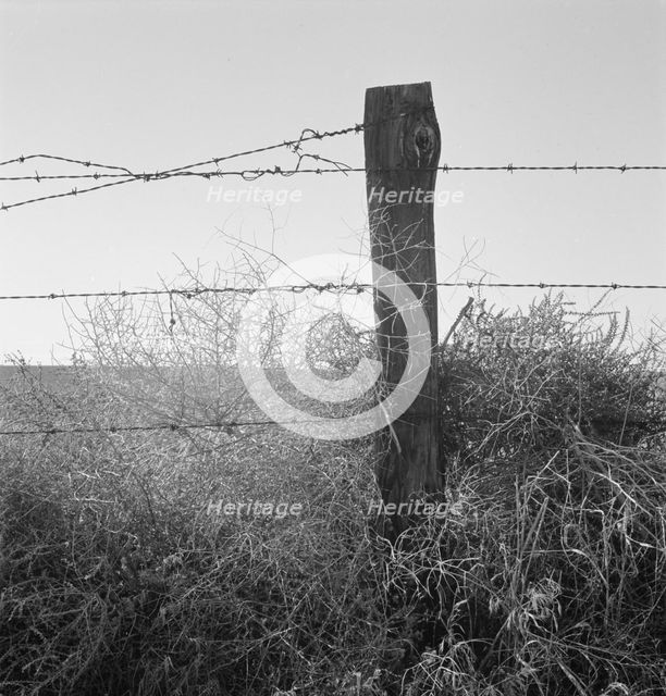 Russian thistle and barbed wire in Western wheat country, Umatilla County, Oregon, 1939. Creator: Dorothea Lange.