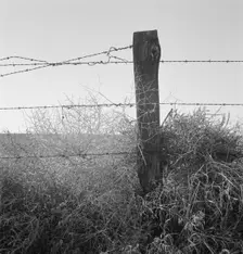 Russian thistle and barbed wire in Western wheat country, Umatilla County, Oregon, 1939. Creator: Dorothea Lange