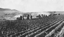 Russian field artillery in the millet field, Russo-Japanese War, 1904-5