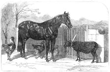 Russian pony and sheep from Bomarsund, brought by Captain Hall, H.M.S. "Hecla", 1854. Creator: Unknown
