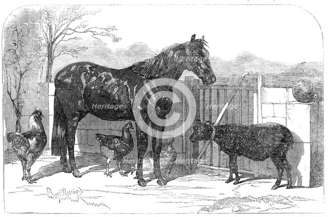 Russian pony and sheep from Bomarsund, brought by Captain Hall, H.M.S. "Hecla", 1854. Creator: Unknown.