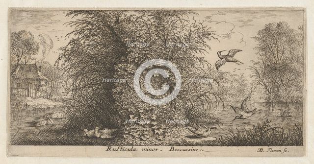 Rusticula minor, Beccassine (The Snipe): Livre d'Oyseaux (Book of Birds), 1655-1660., Creator: albert flamen.