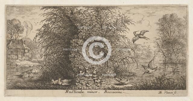 Rusticula minor, Beccassine (The Snipe): Livre d'Oyseaux (Book of Birds), 1655-1660., Creator: albert flamen.