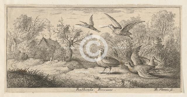 Rusticula, Beccasse (The Woodcock): Livre d'Oyseaux (Book of Birds), 1655-1660. Creator: albert flamen.